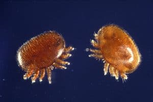 Why are Varroa mites such a problem?