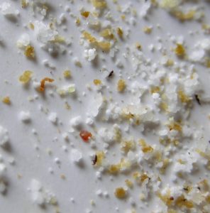 How can I observe Varroa mites directly?