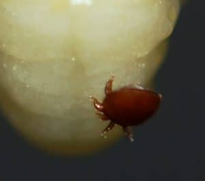 In which countries is Varroa a threat?