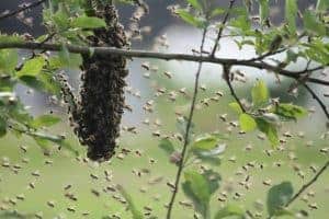 Why do honeybees swarm?