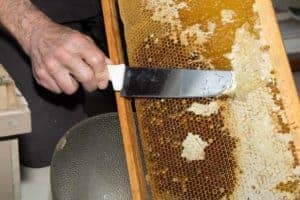 What equipment and tools do I need to harvest honey?