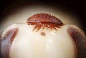How and when did Varroa mites become a threat?