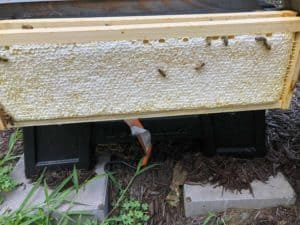 When is the best time of day and year to harvest honey?