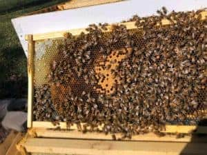 The First Few Weeks of a Beehive