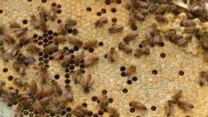 Educational Resources for New Beekeepers