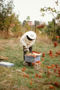 Flower to toast: what’s involved with harvesting honey?