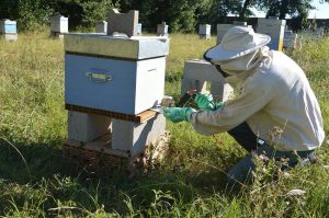 Introducing PerfectBee Guides – Your Beekeeping Foundations, Simplified