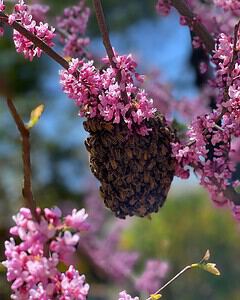 Why Honeybees Swarm