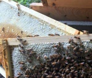 Bee Colony Growth Spurt