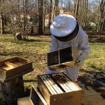 Is it safe to harvest honey without a full bee suit?